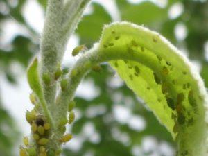 กฎการรักษาและแนวทางแก้ไขที่ดีที่สุด 20 ประการสำหรับการจัดการกับเพลี้ยอ่อนบนต้นแอปเปิล