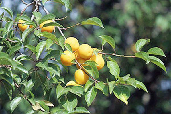 ลูกพลัมในสวน