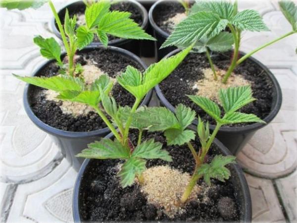 การขยายพันธุ์และการปลูก