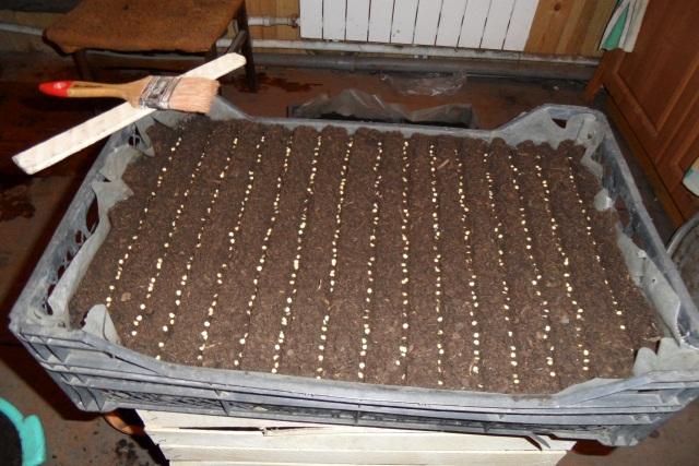 การขยายพันธุ์ด้วยเมล็ด