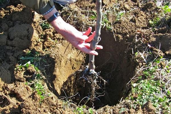 การปลูกเชอร์รี่