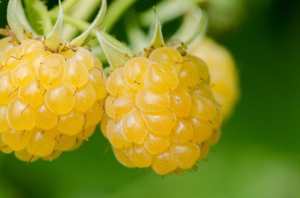 framboise jaune