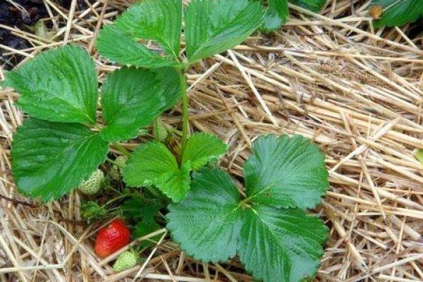 fraises sous la paille