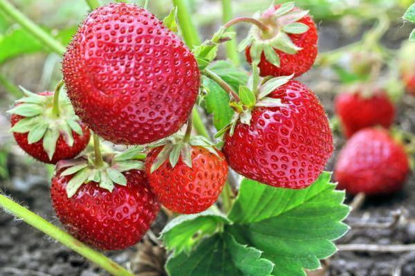 buisson de fraises