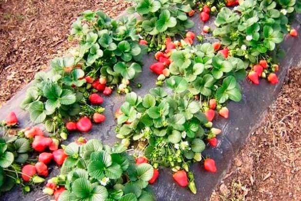 การเตรียมตัวสำหรับฤดูหนาว