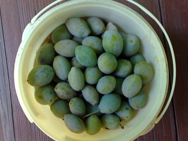 ต้นพลัมกำลังล้ม