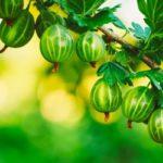 ลูกเกดฝรั่ง