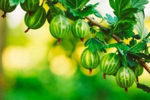 ลักษณะและลักษณะของมะยมพันธุ์อูราลเอเมอรัลด์