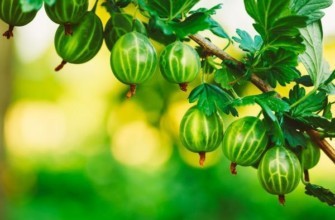 ลูกเกดฝรั่ง