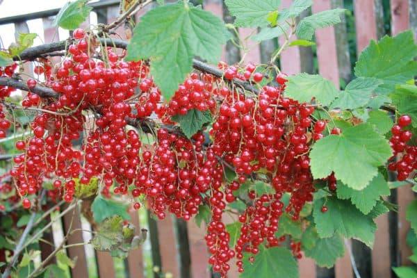 กุหลาบลูกเกดแดง