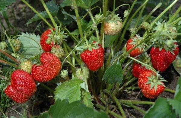 พันธุ์สตรอเบอร์รี่