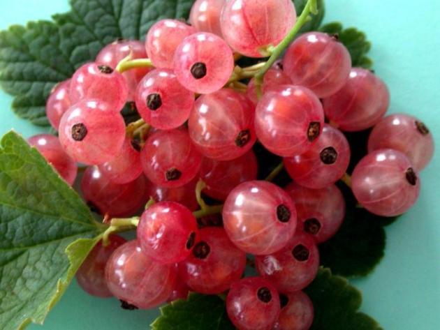 variété de groseille