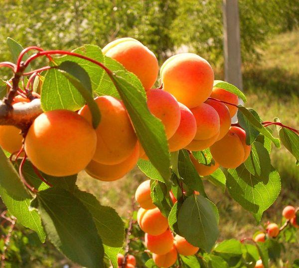 ผลแอปริคอต