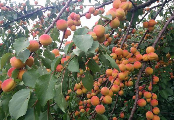 แอปริคอต ครัสโนชชโยค