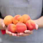 แอปริคอตในมือ