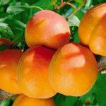 ผลแอปริคอต