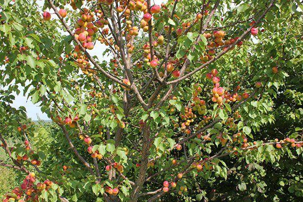 ต้นไม้ที่มีผล