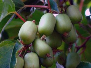 การปลูกและดูแลแอกทินิเดียในที่โล่ง การเจริญเติบโตและการขยายพันธุ์