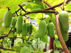คำอธิบายพันธุ์ Actinidia Kolomikta ที่ดีที่สุด 5 สายพันธุ์ พร้อมคำแนะนำการปลูกและการดูแล