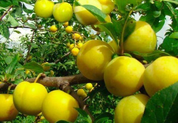 พลัมเชอร์รี่ผลใหญ่