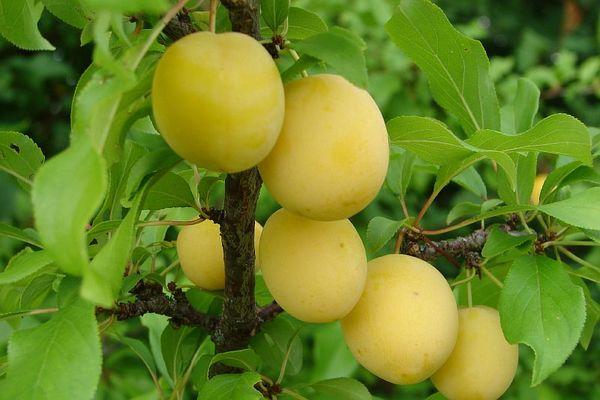 พลัมเชอร์รี่สุก