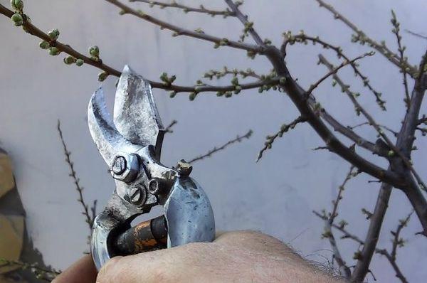 การตัดแต่งกิ่งต้นเชอร์รี่พลัม