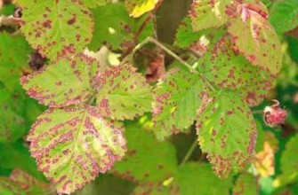 โรคเชื้อรา