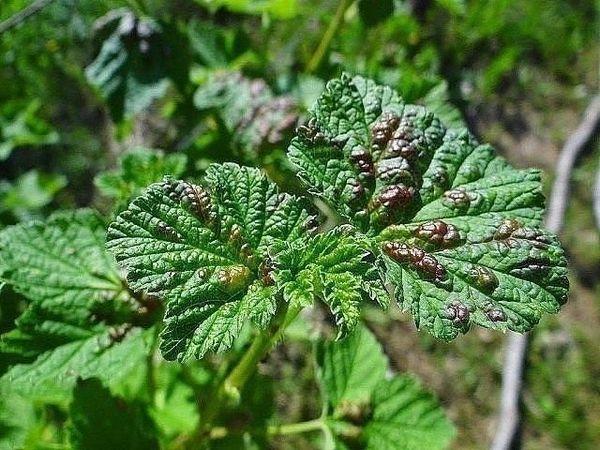 การพัฒนาของโรคแอนแทรคโนส