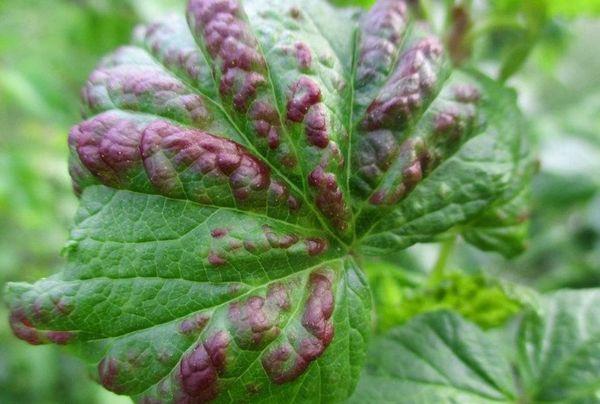 เชื้อราแทรกซึม