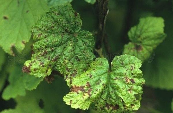 โรคแอนแทรคโนสลูกเกด