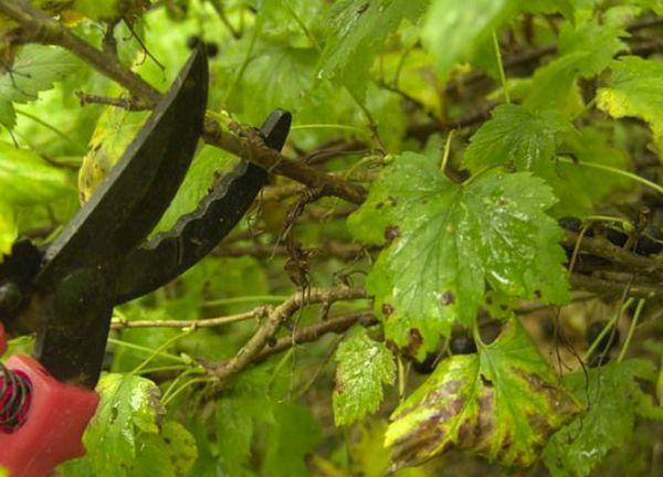 ความเสียหายของพุ่มไม้