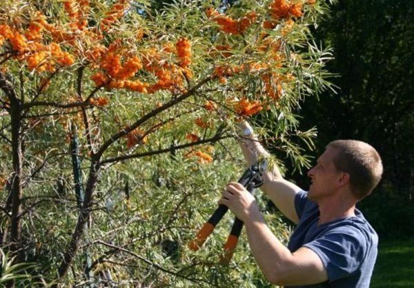 การตัดแต่งกิ่งเก่า