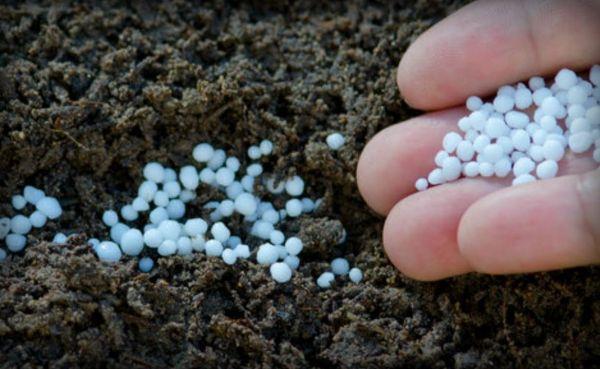 การใส่ปุ๋ยในแปลงสตรอเบอร์รี่