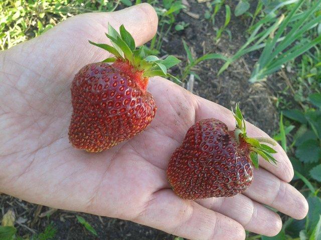 pendentif rubis fraise