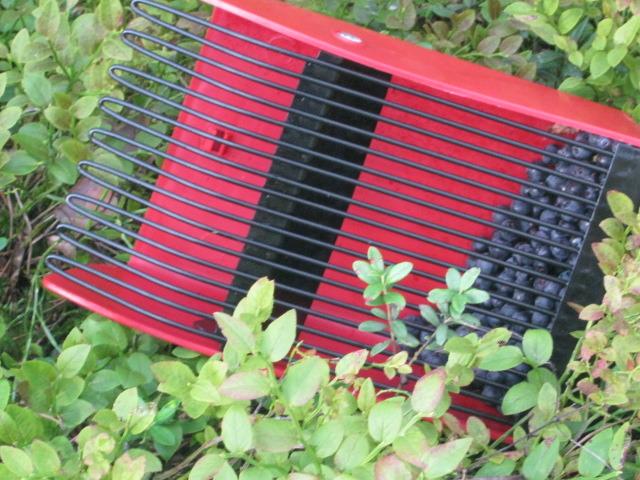 วิธีการเก็บผลเบอร์รี่