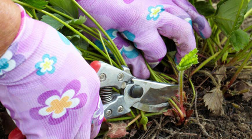 การดูแลสตรอเบอร์รี่