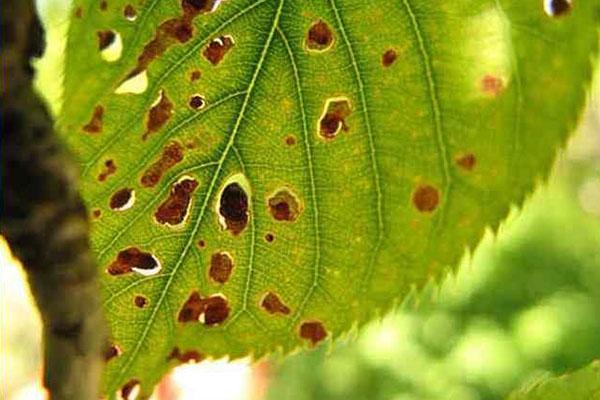 โรคเชอร์รี่