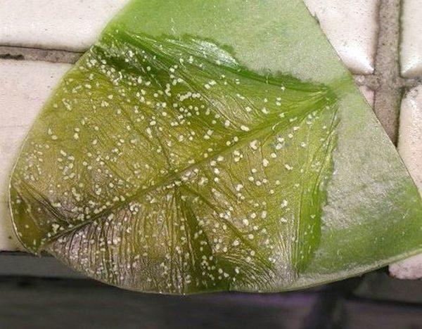 มะม่วงติดเชื้อแบคทีเรีย