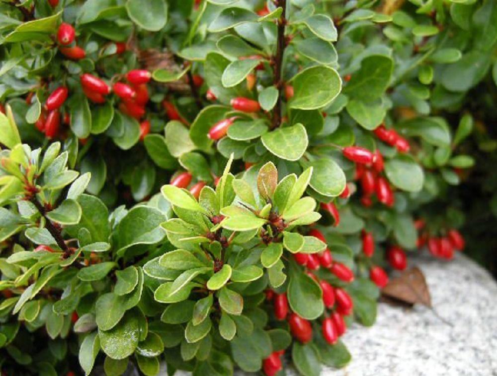 ต้นบาร์เบอร์รี่