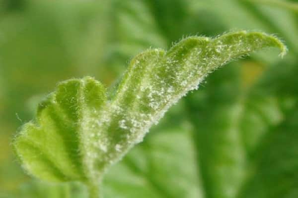 เคลือบสีขาวบนแผ่น