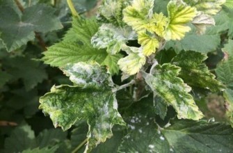 บานบนลูกเกด