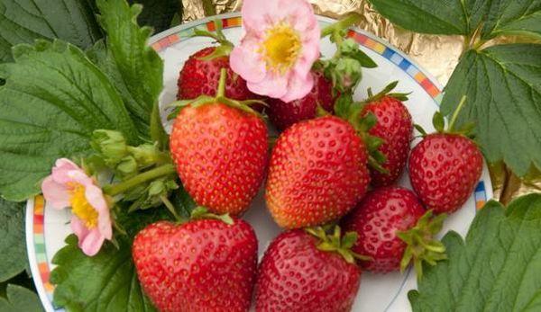 เมอร์แลน เอฟ1