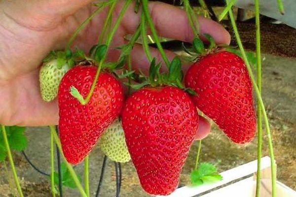 สตรอว์เบอร์รีทรูบาดูร์