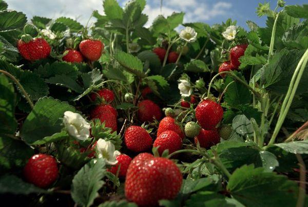 สตรอเบอร์รี่พันธุ์สุกเร็ว