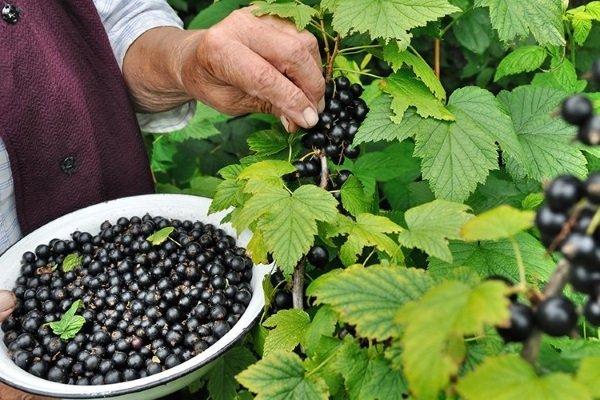 คำอธิบายพันธุ์ลูกเกด Exotica การปลูกและการดูแล