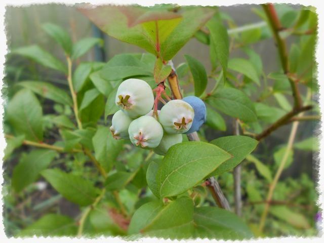 Je vais planter des myrtilles dans le jardin