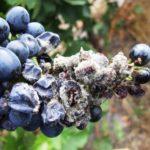 โรคใบไหม้ของบลูเบอร์รี่