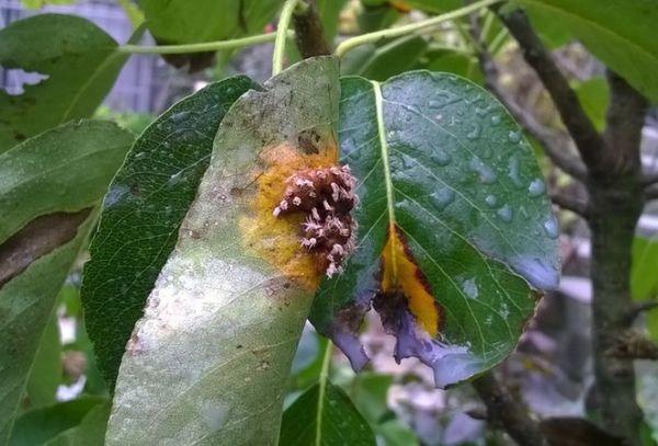 โรคบลูเบอร์รี่