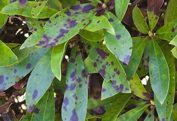 ใบที่เสียหาย