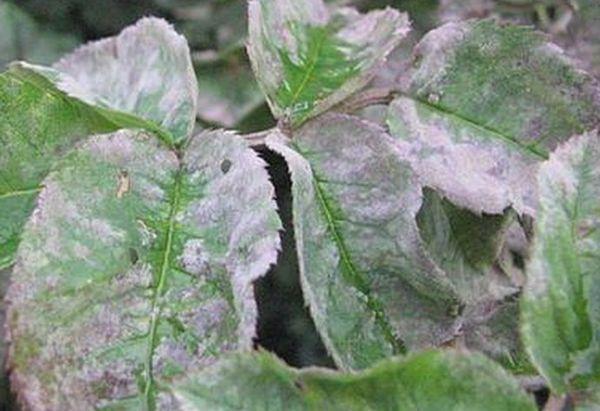 การติดเชื้อรา